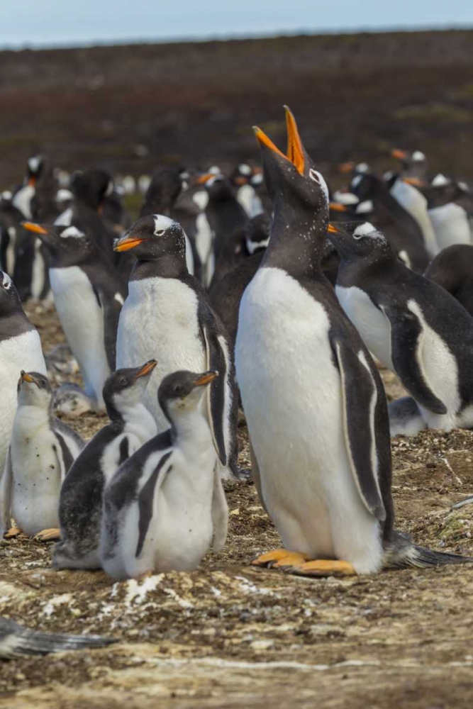East Falkland Gentoo penguin colony